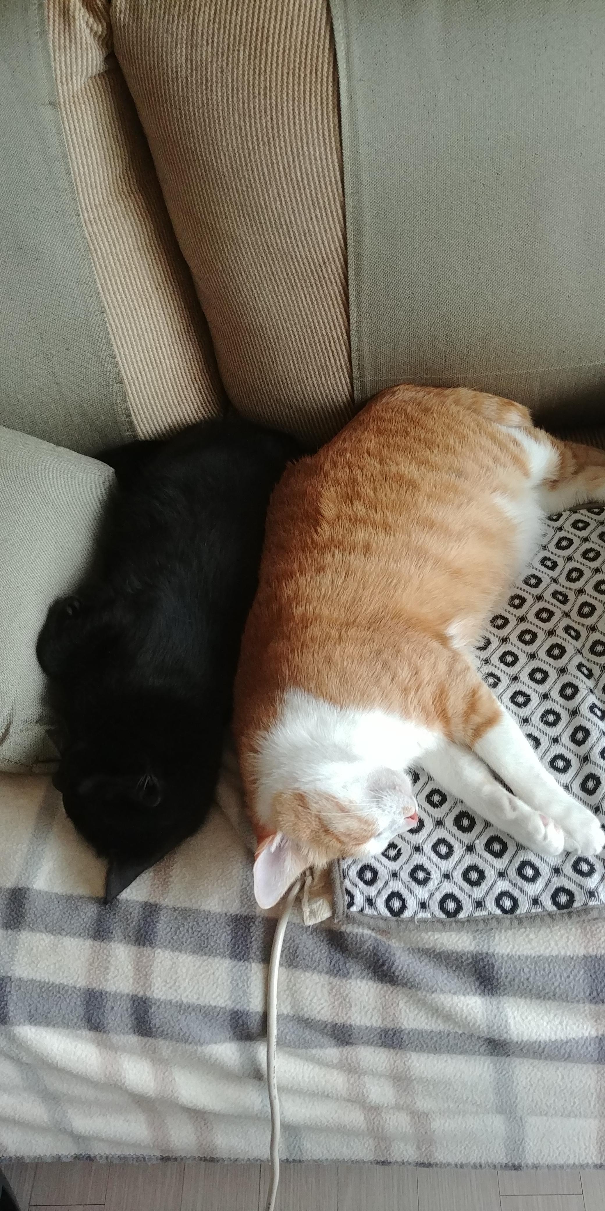 사이좋은 고양이들. 우리집 1호, 2호 공식 커플.