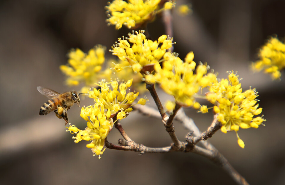 구례산수유꽃축제 200% 즐기는 방법, 일정표 & 맛집 가이드
