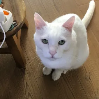 노령묘 질병 습식 사료_5