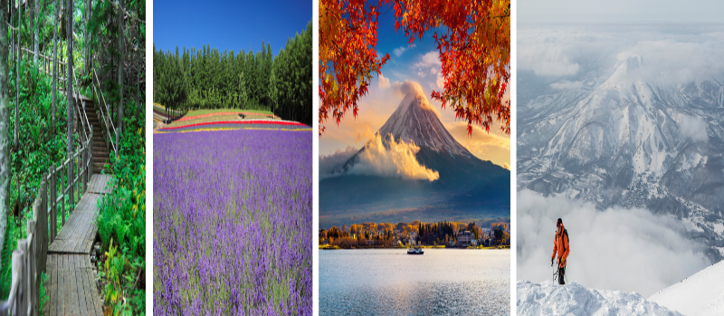 초록잎이 가능한 나무계단, 라벤더가 가득한 여름, 단풍잎과 후지산, 겨울설산의 후지산으로 4계절 사진