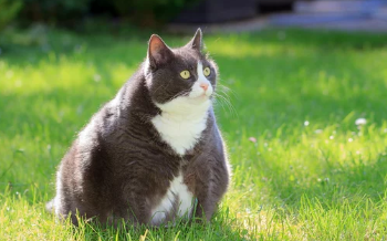 비만고양이/출처:어도비스톡