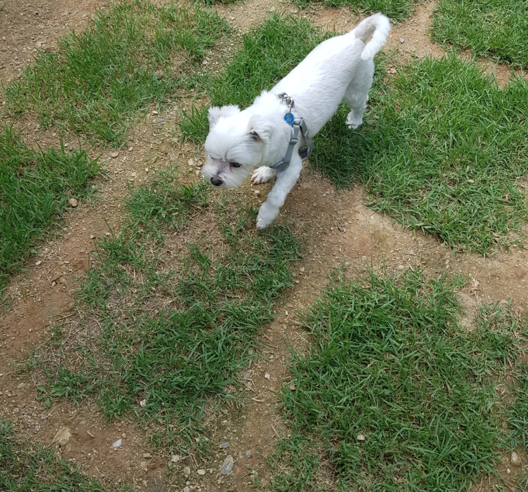 하울픽스 카페에서 노는 강아지