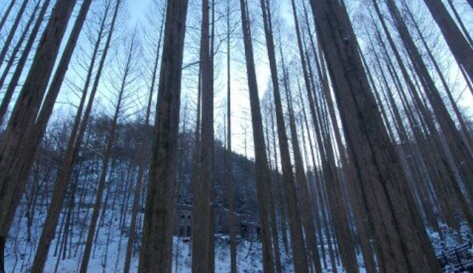 장태산 자연휴양림