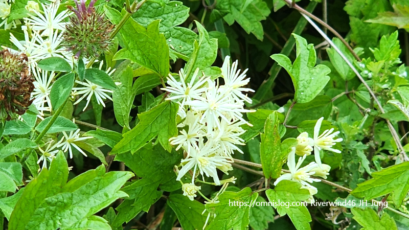 사위질빵 Clematis apiifolia