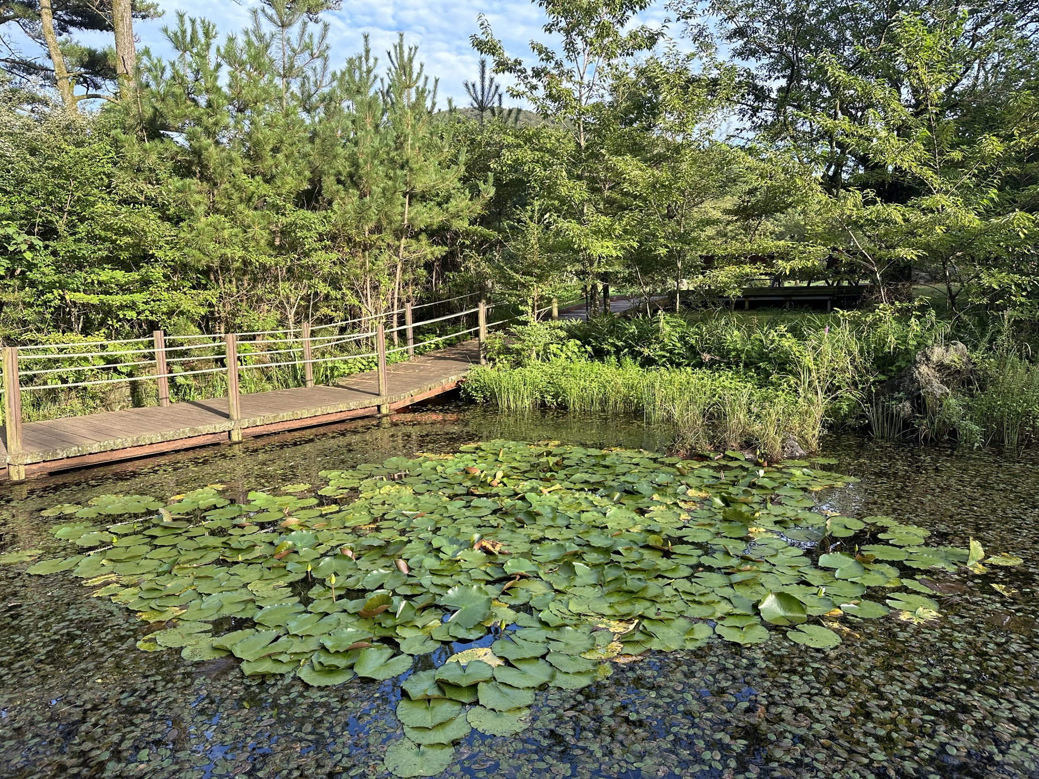 산책로 연못