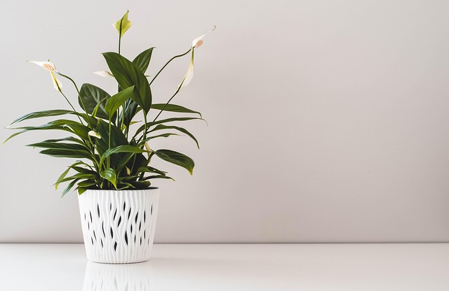 공기정화식물이 실내 공기 순환에 간접적으로 기여하는 방식