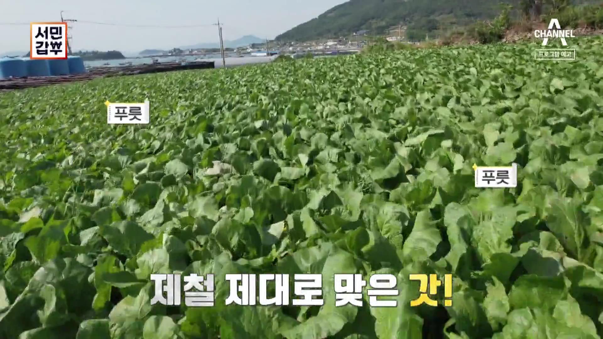 서민갑부 여수 돌산 갓김치 전국 택배 주문 방법