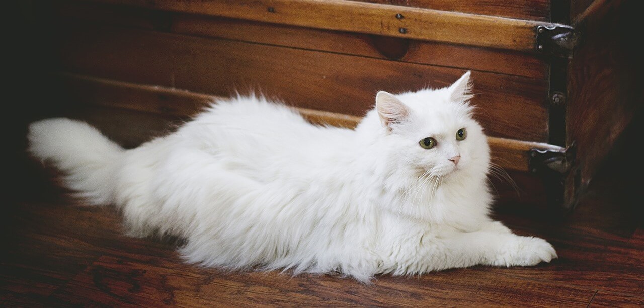 흰-고양이-사진