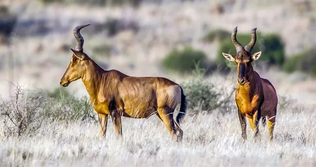 중부지방 들깨 파종시기 및 재배법 농사 팁 정리_5