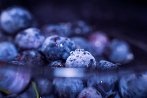 건 블루베리 효능