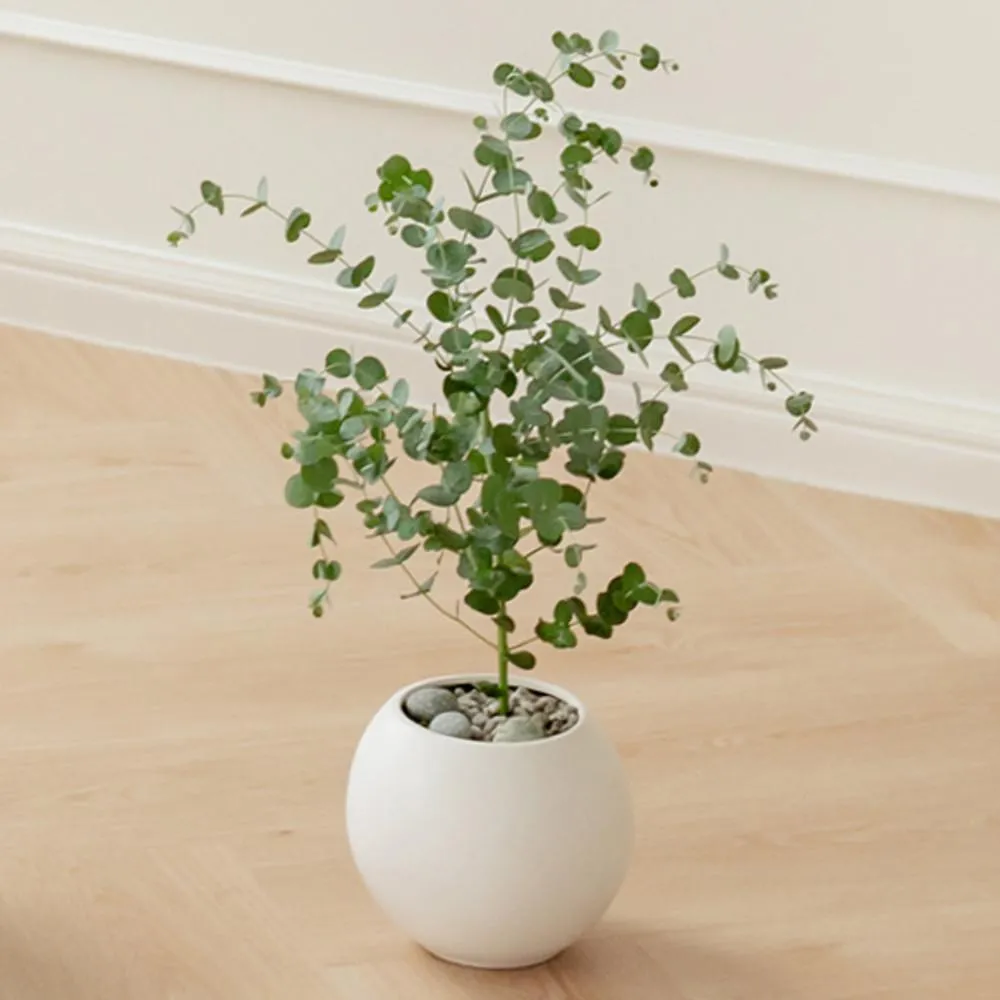 유칼립투스 물주기 향기유지 가지치기 환기관리 실내에서 키우는 요령_4