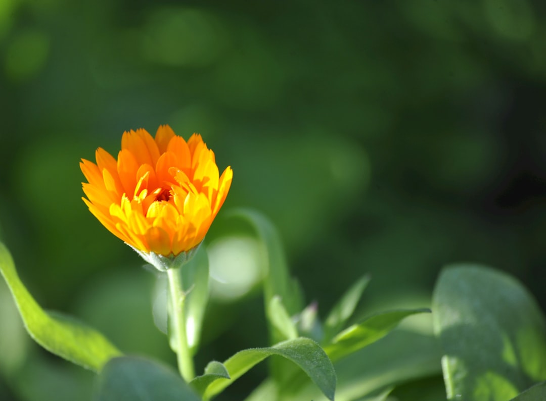 Cornus (the scientific name for the flower commonly known as 山茱萸, or sanseuyu in Korean)