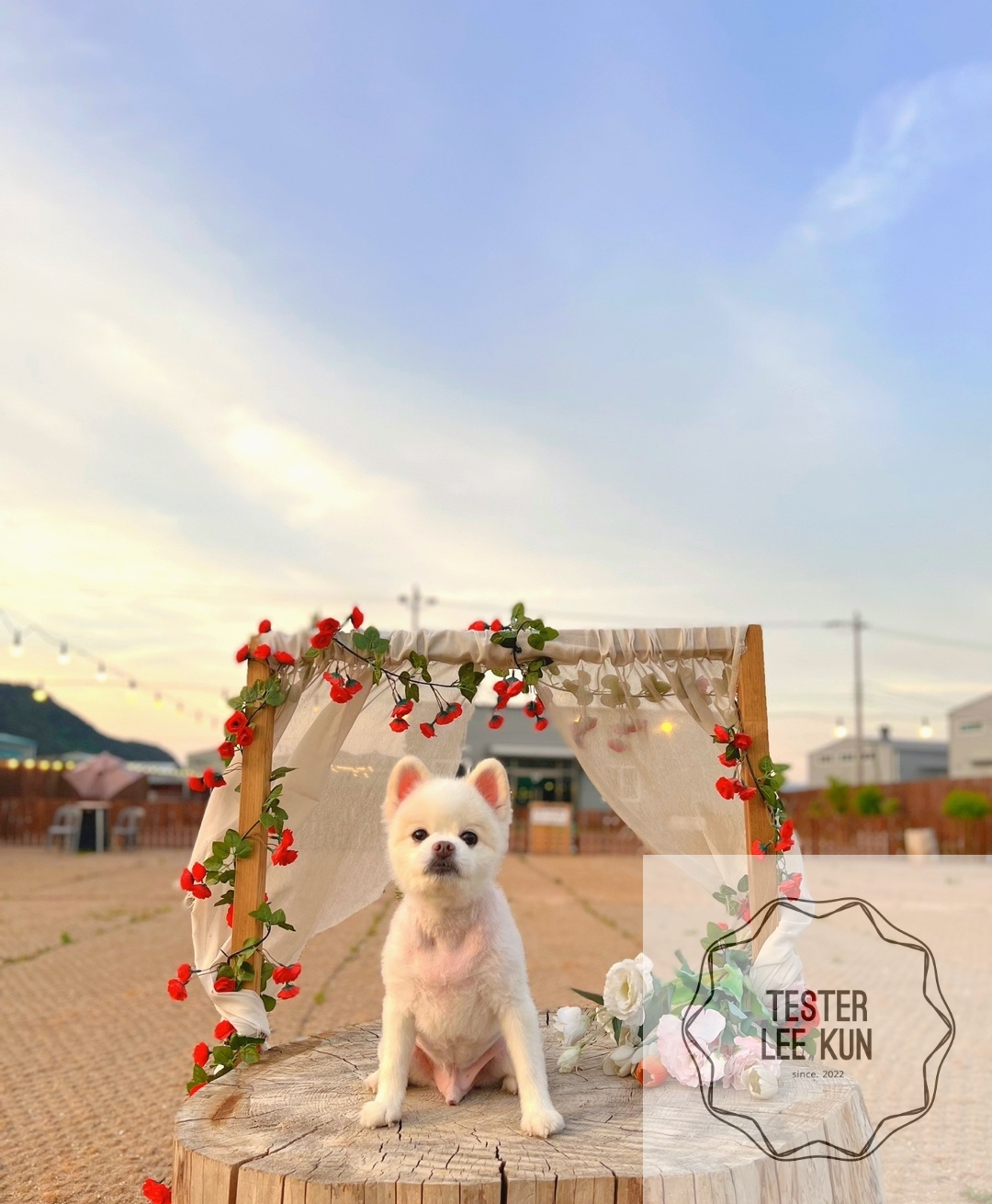 포토존 강아지1