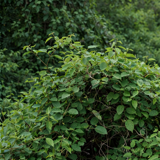 청미래덩굴(Smilax china)