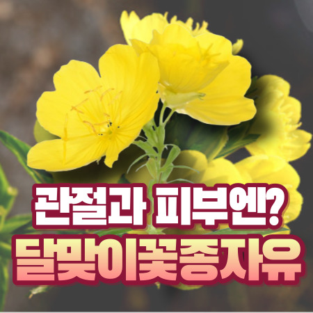 달맞이꽃종자유 효능