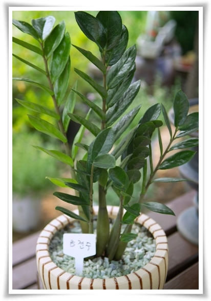 "금전수 키우기" 행운과 부를 불러오는 매력적인 식물!