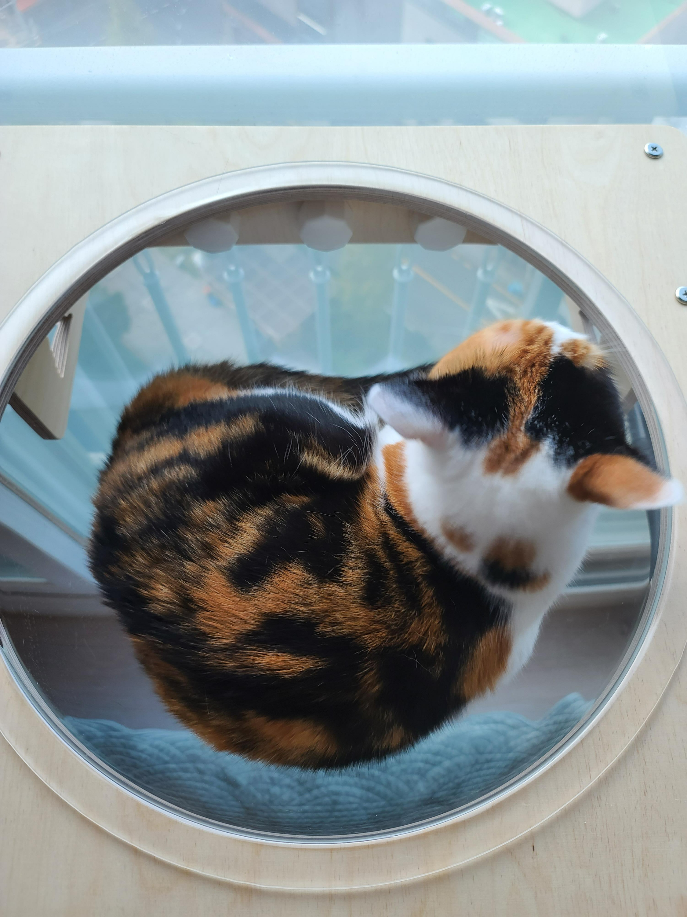 역시 니가 첫번째일줄 알았어 요미야 ㅋ(feat.캣볼 뷰 맛집_젤리,창밖)