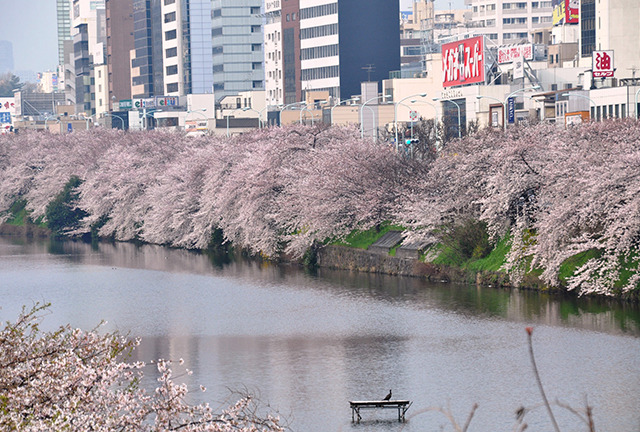 도쿄 벚꽃 명소