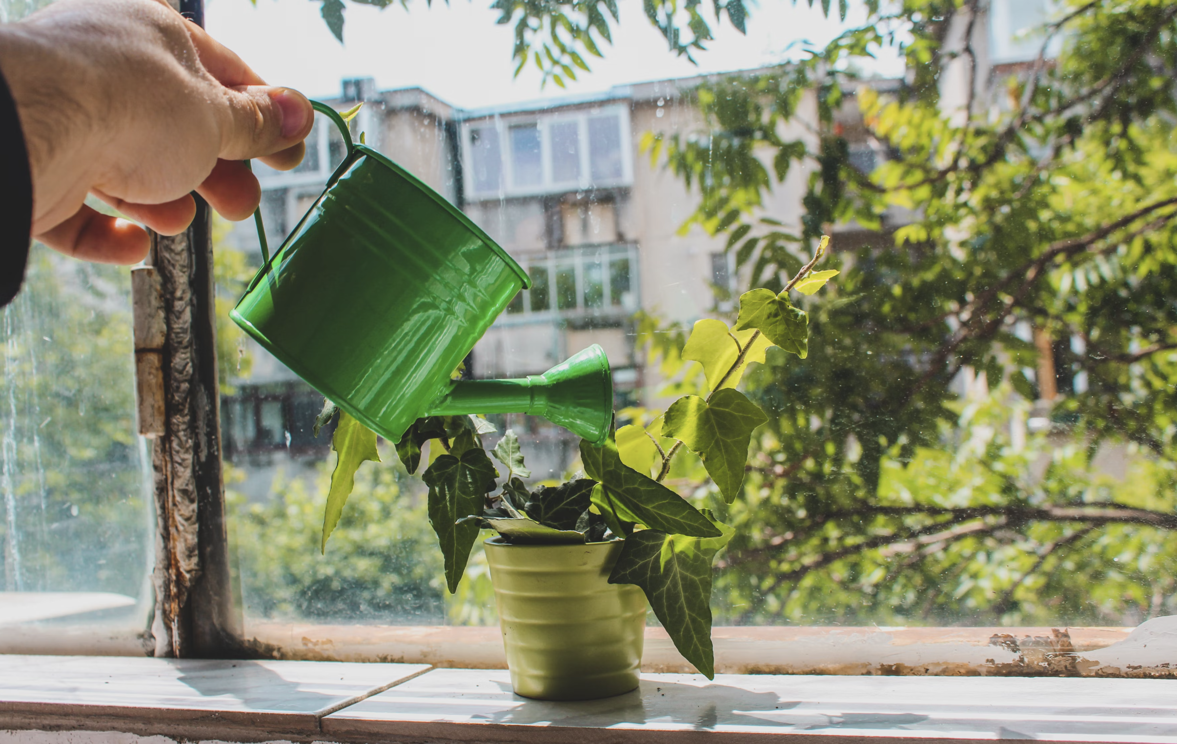 물 주는 시기, 어떻게 알 수 있을까? 초보자용 체크팁