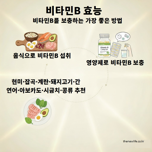 비타민B 효능을 위한 섭취 방법을 보여주는 인포그래픽 – 현미, 잡곡, 계란, 돼지고기, 연어, 아보카도, 시금치, 콩류 등 비타민B가 풍부한 음식과 비타민B 복합제 영양제 섭취 방법을 함께 표현한 이미지