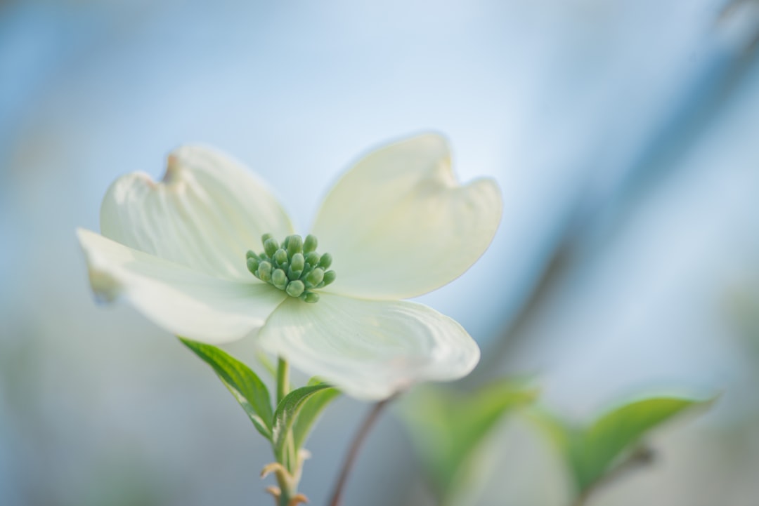 Renewal