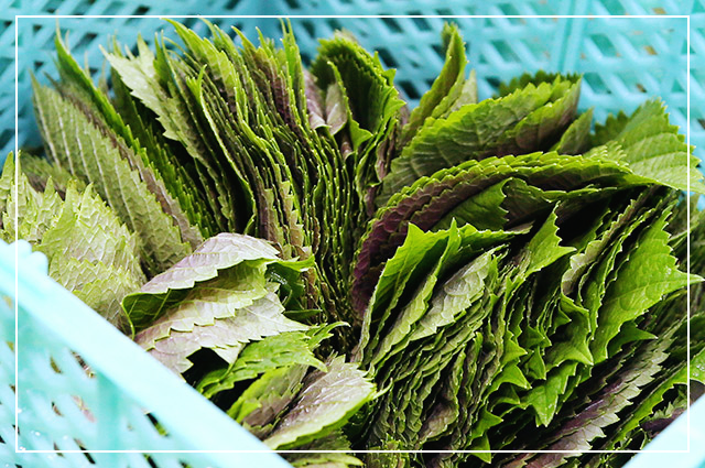깻잎-효능