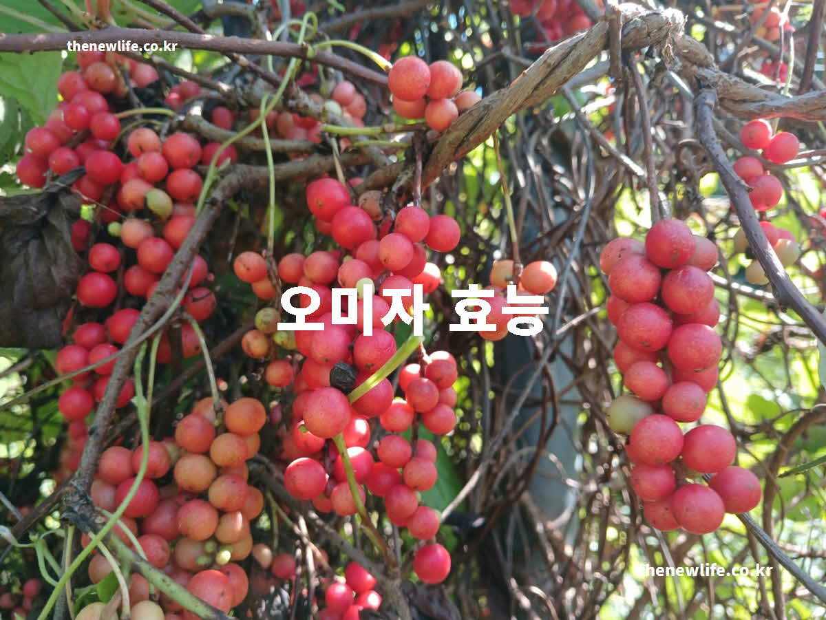 오미자 효능 대표 실사진