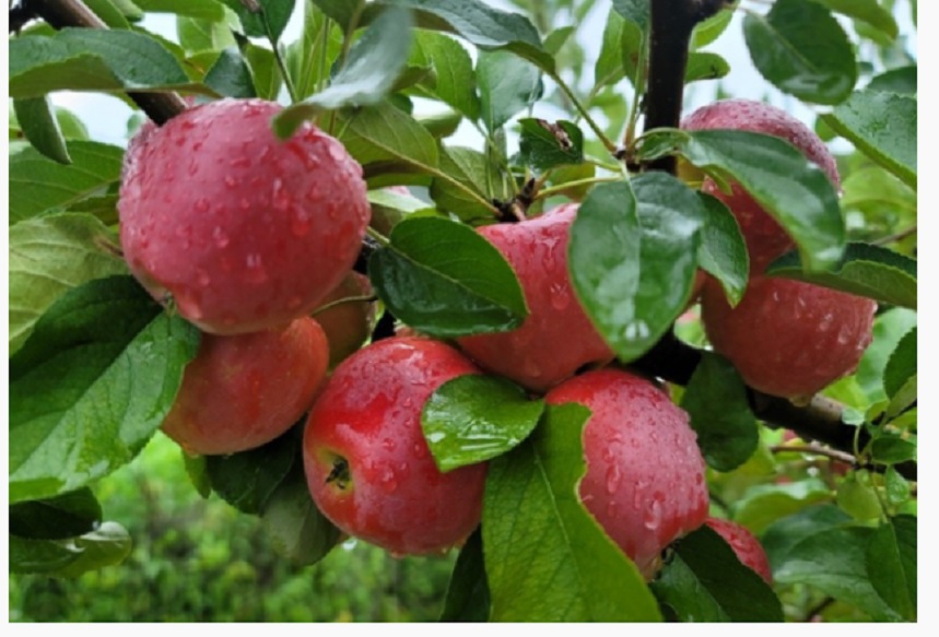 사노라면-경산-사과-루비에스사과