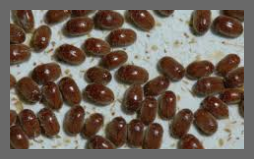 권연벌레 물린자국 퇴치법