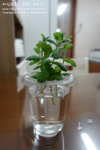 애플민트 재배 번식 빠름 물주기 요령 잎 수확_2