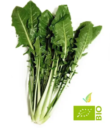 치커리 효능 부작용 먹는법 한눈에 정리