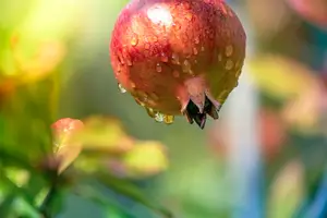 석류의 효능과 부작용