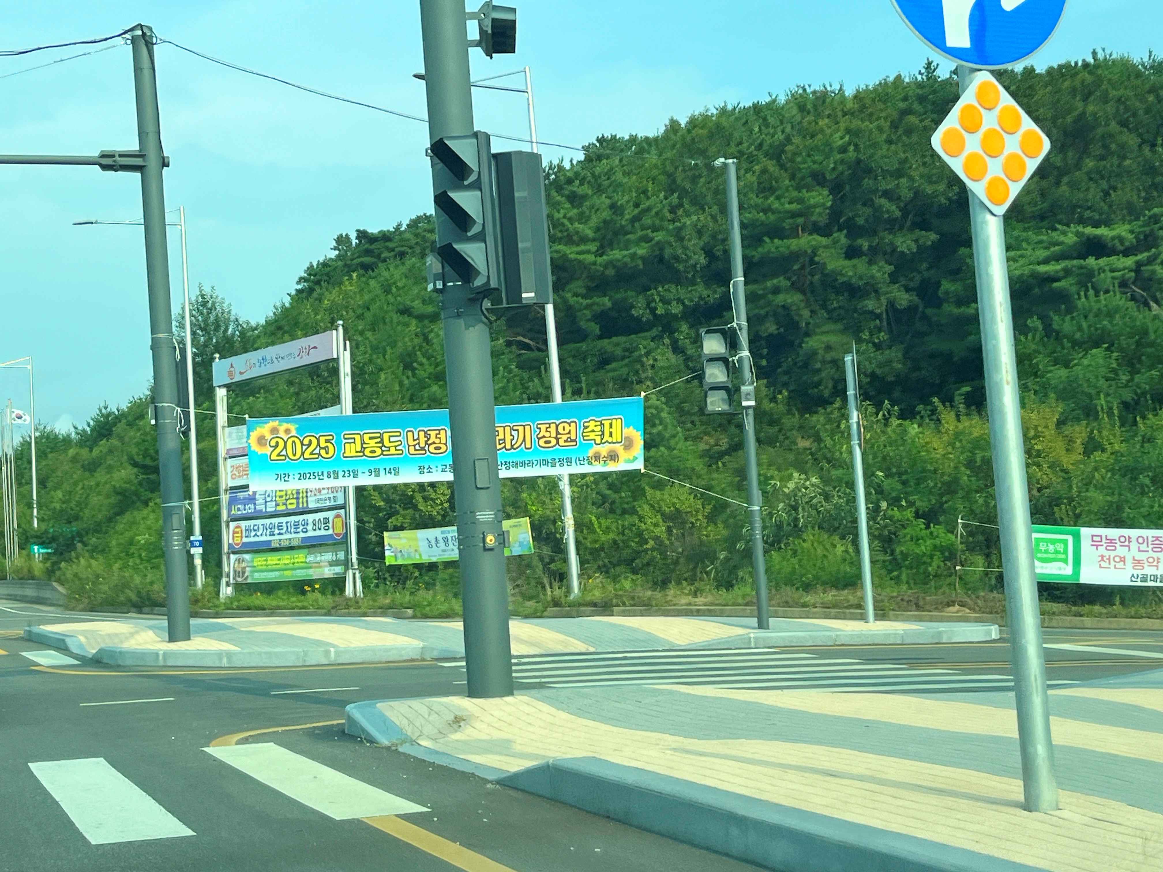 강화도 교동 난정 해바라기 정원 축제