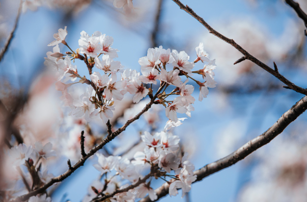 충청도 벚꽃 축제 유명한 곳 총정리
