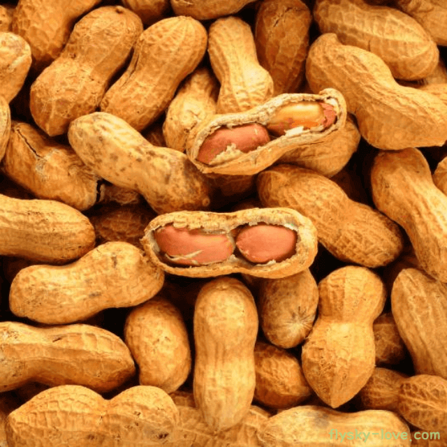 땅콩