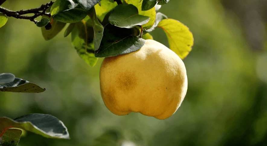 모과 열매가 나무에 달려 있다