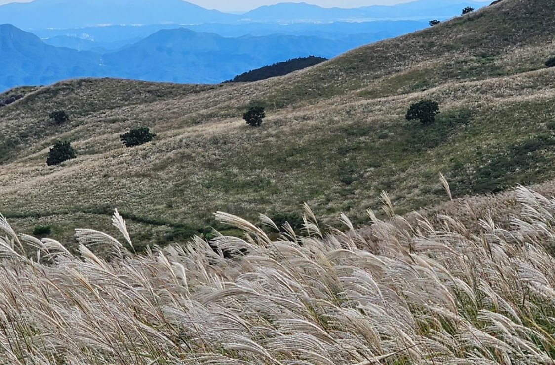 황매산 억새축제