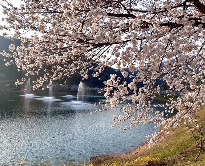 전남 화순 벚꽃