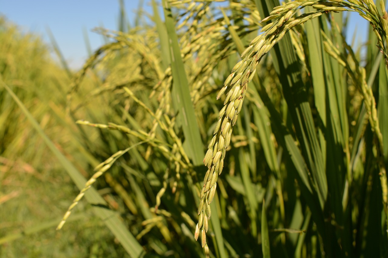 λΉμ§ νΉμ°ν ν΄λ루 μ μ½κ΅νΈ μ°λ ν©ν κ³ κ΅¬λ§ μμΈ κ΅¬λ§€ λ°©λ²