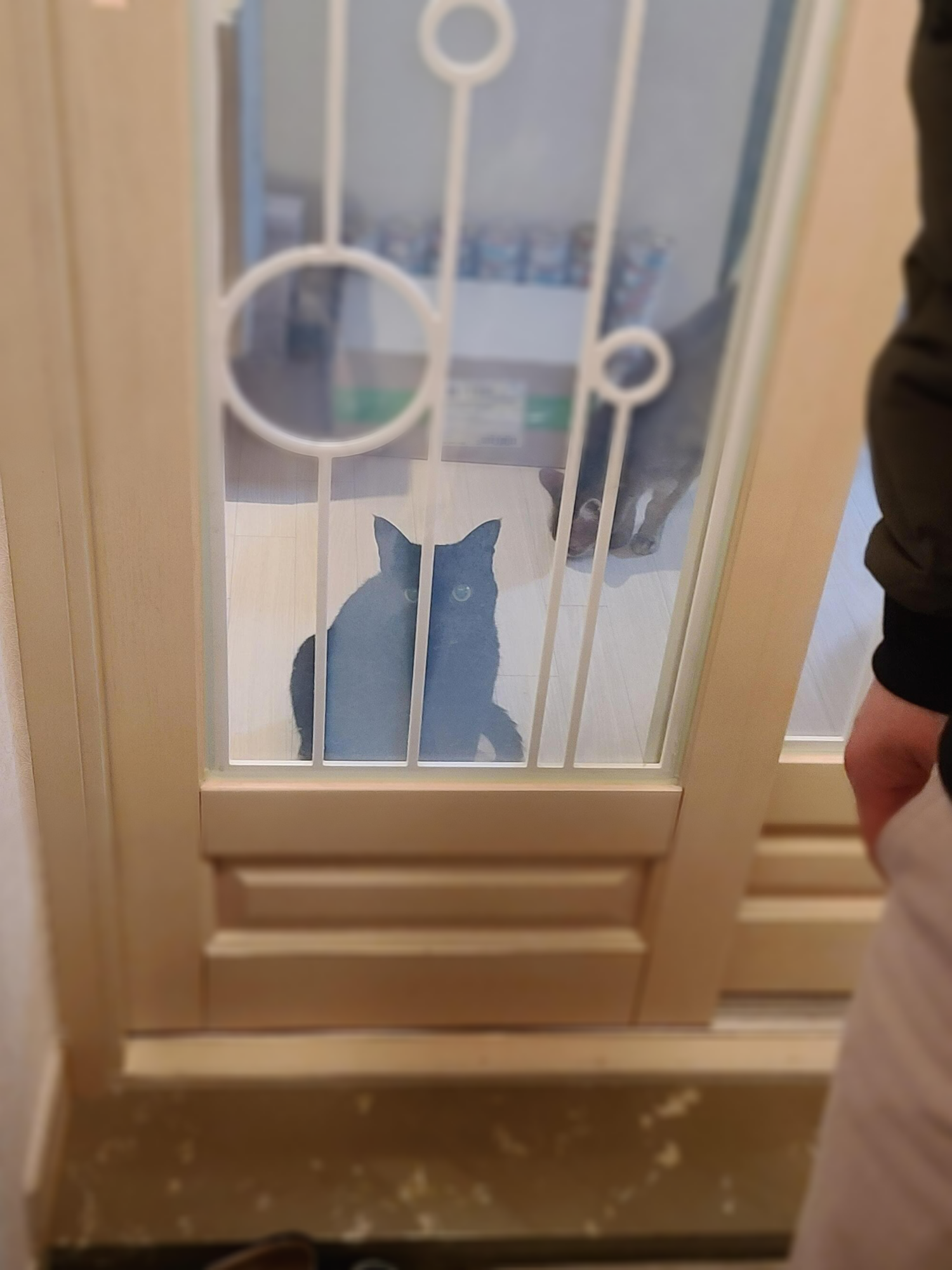 엄마 외출할때 아이컨텍하며 배웅해주는 고양이 건이랑 요미. 배웅하는 고양이.