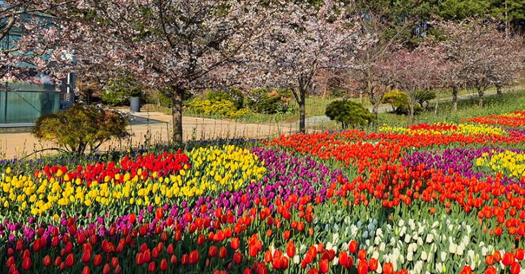 태안 튤립축제 기간 입장료 할인