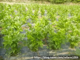 샐러리 재배 모종 심기 재배 거리 수확 연장_15