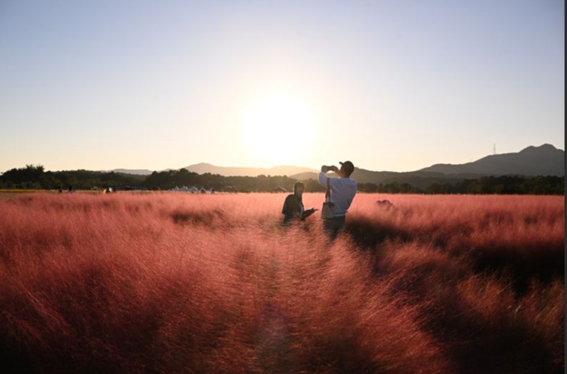 나리농원핑크뮬리이미지/사진