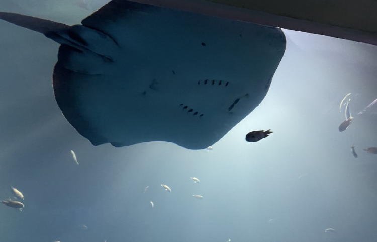 아라마루 아쿠아리움