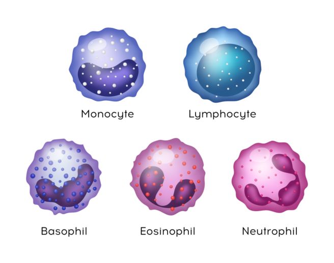 Lymphocyte 수치