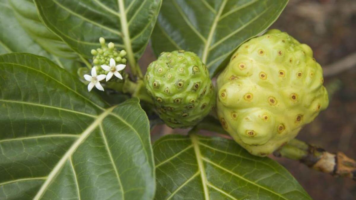 노니 효능 부작용 분말 복용법 18