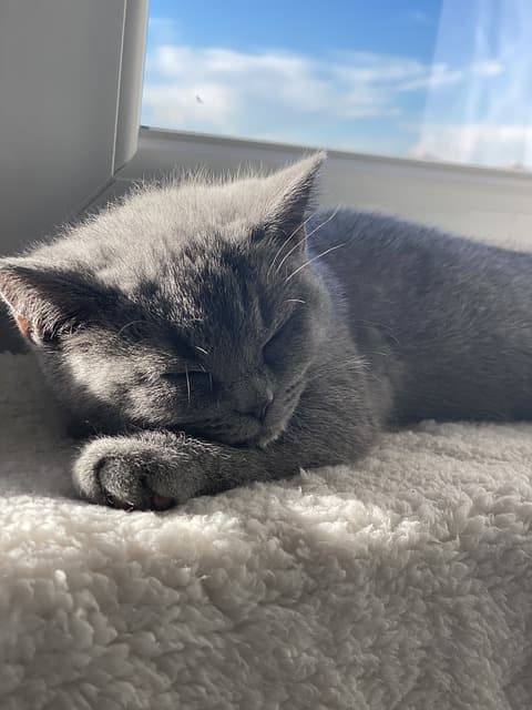 수면 코칭으로 바뀐 삶: 성공 사례 5가지