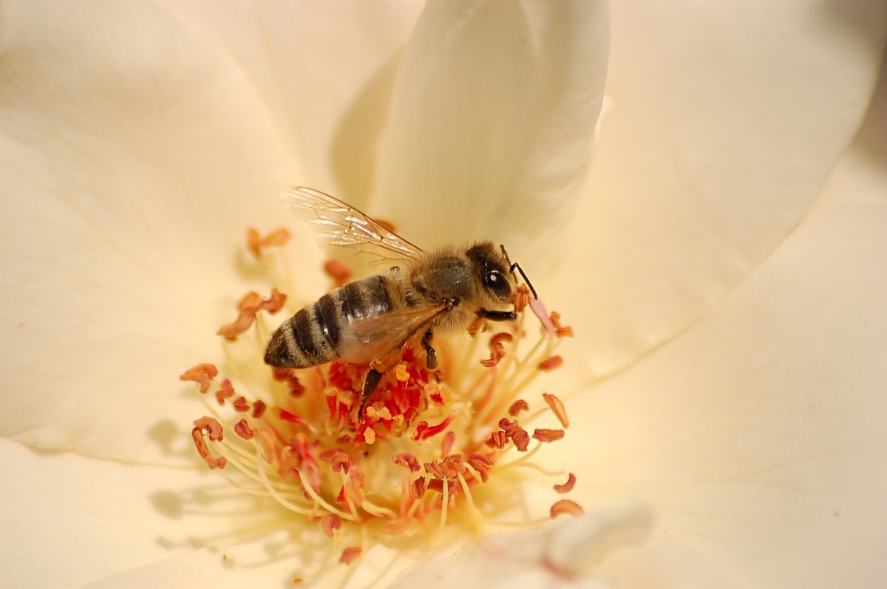 벌, 에 꽃, 화이트 이미지