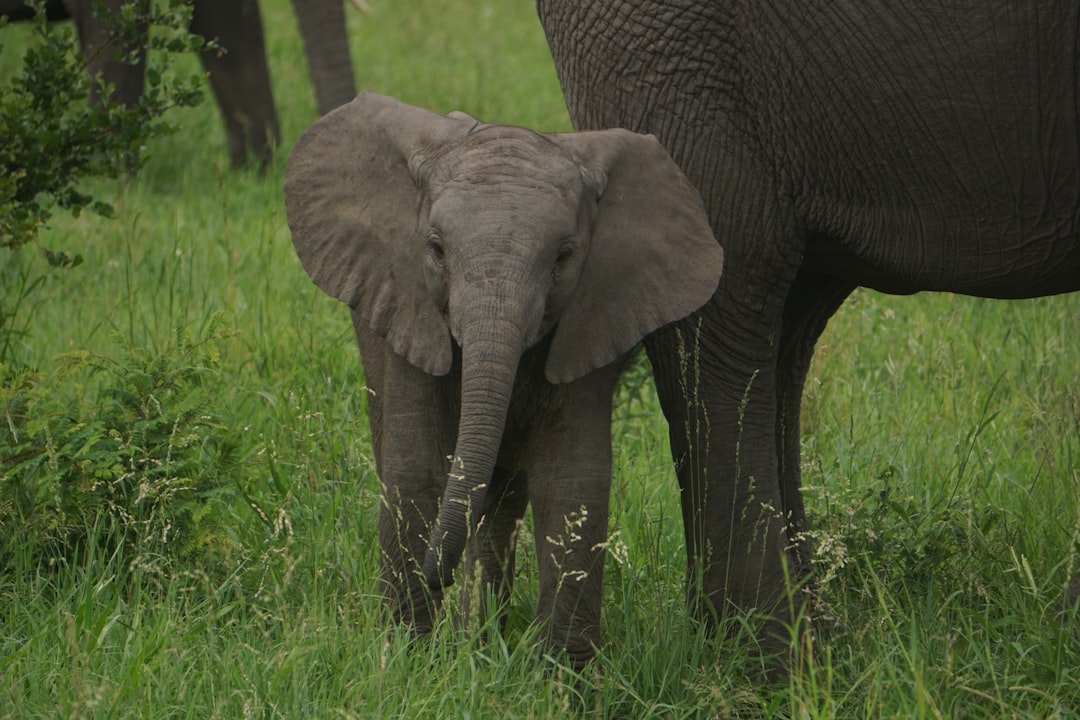 Single-parent family