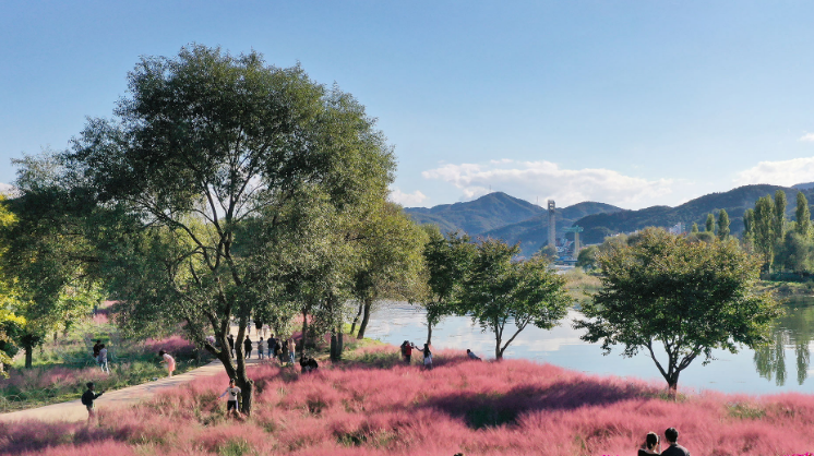 2024년 자라섬 꽃 페스타 일정